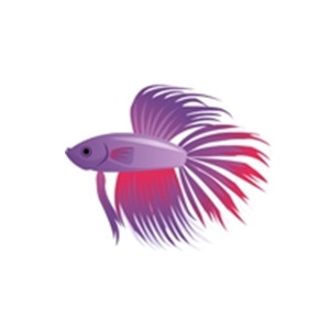 Purple Betta